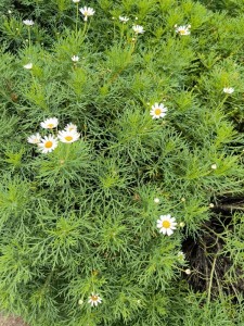 Tipuri de comunicare în familia disfuncțională!