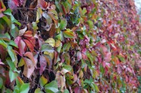 Tanase Raluca - Cabinet Individual de Psihologie Tanase Raluca - Cabinet Individual de Psihologie