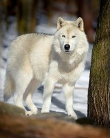 Conexiune cu natura, forta vitala, atasament Conexiune cu natura, forta vitala, atasament