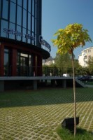 Spitalul Clinic Genesys Spitalul Clinic Genesys