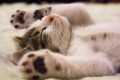 Terapia cu animale: Beneficii si aplicabilitate